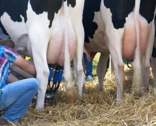 minister rolnictwa, krajewski, rynek mleka, przetwory mleczne