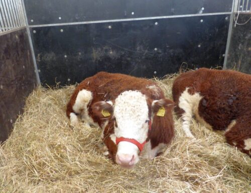 arimr, nabór, wnioski, inwestycje