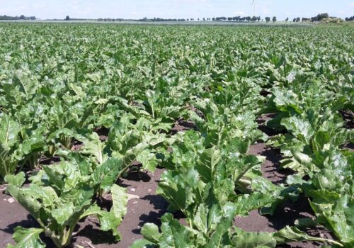 wiceminister rolnictwa, gromadzka, plantatorzy buraków, cukier