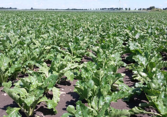 wiceminister rolnictwa, gromadzka, plantatorzy buraków, cukier