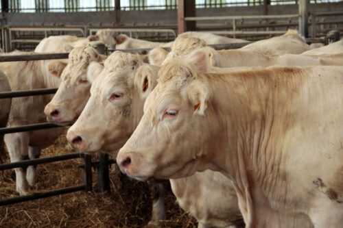 bydło rzeźne, ceny bydła rzeźnego