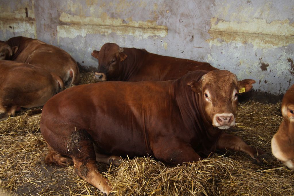 choroba niebieskiego języka, bydło mleczne, bydło mięsne, BTV-3, domowe przeżuwacze,kuczmany, mięso, mleko