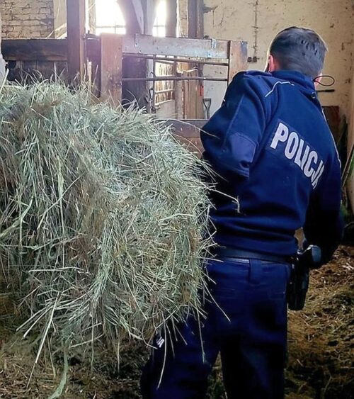 gospodarze, koń, pies, opieka