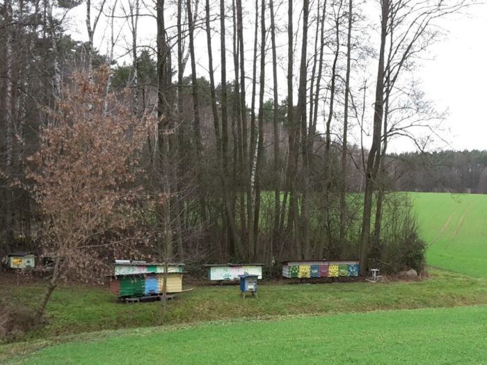 W 2024 r. najwięcej pasiek (36,0 proc.) składało się z pni w liczbie od 11 do 20. Fot. Dariusz Kucman