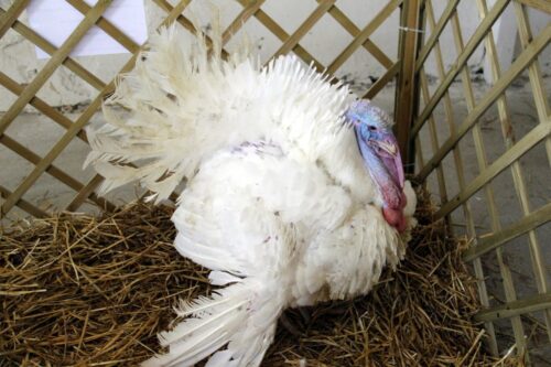 ceny drobiu, żywiec drobiowy, indyki, kurczęta, tuszki, brojlery, eksport, import, Polska