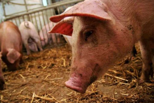 asf, ognisko ASF u świń, trzoda chlewna, strefa czerwona, strefa różowa, strefa niebieska, dziki, ognisko ASF, KE