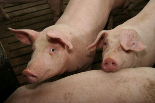 tuczniki, cena tuczników, wieprzowina, mięso wieprzowe, tuczniki w Niemczech, VEZG, żywiec wieprzowy, świnie