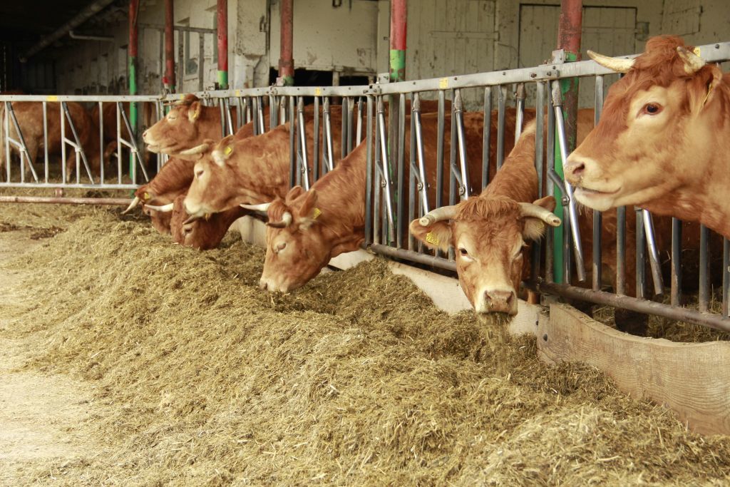 ceny bydła rzeźnego, mięso wołowe, wołowina, spadek cen, zakup bydła rzeźnego