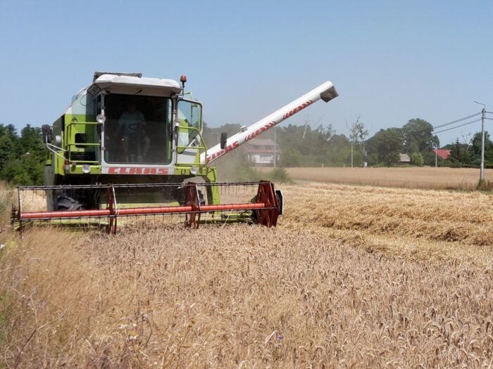 rynek zbóż, zbiory zbóż, plony zbóż, ceny zbóż
