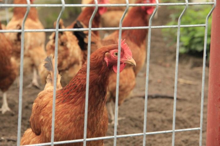 drob, kury, ceny drobiu