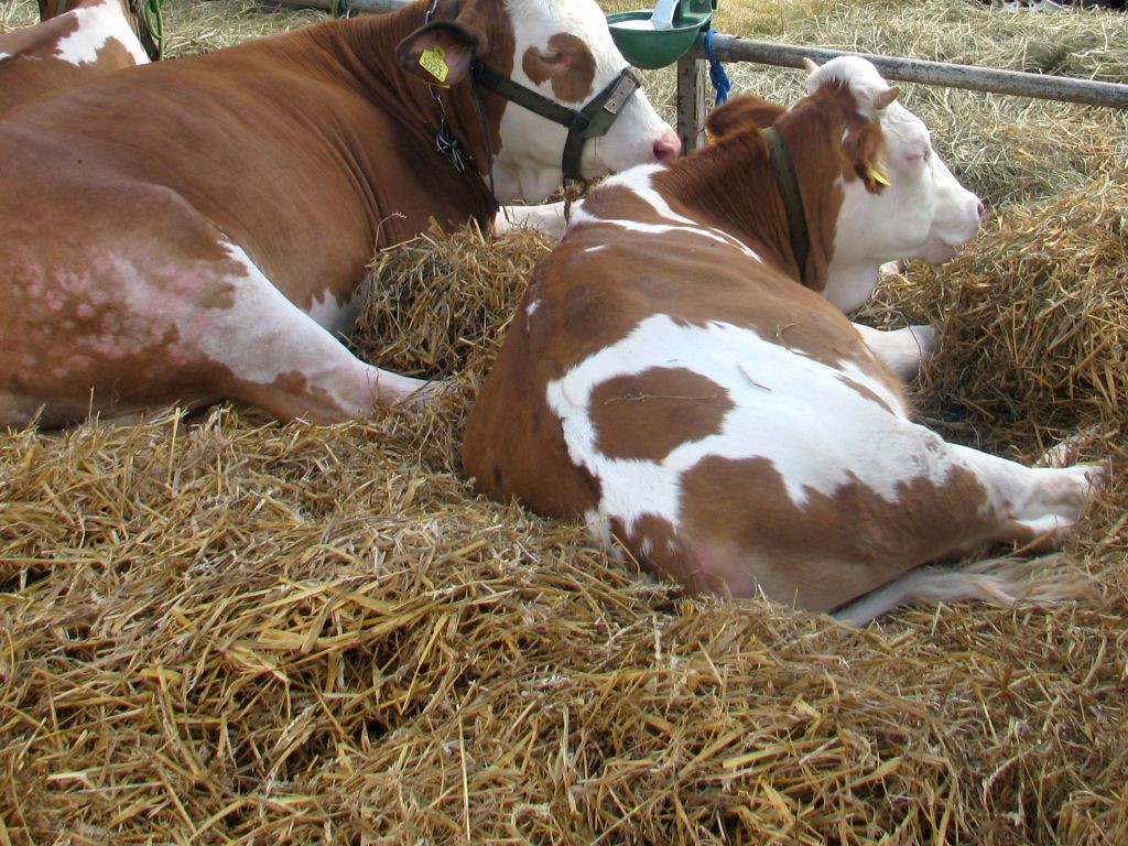 krowy, ceny bydła w skupie