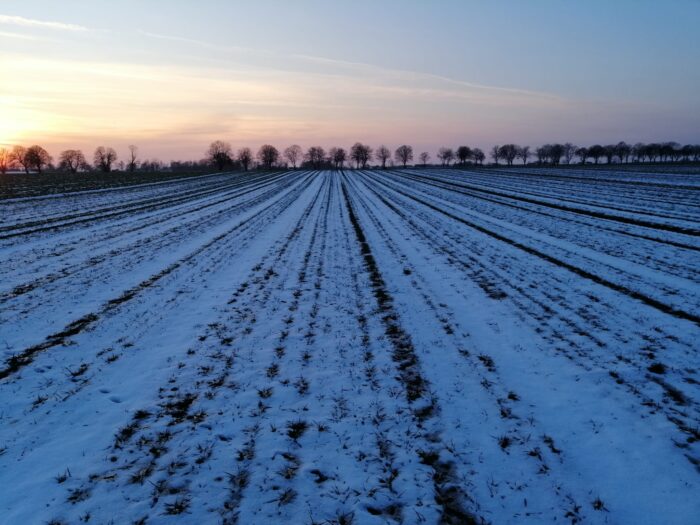 okrywa śnieżna oziminy