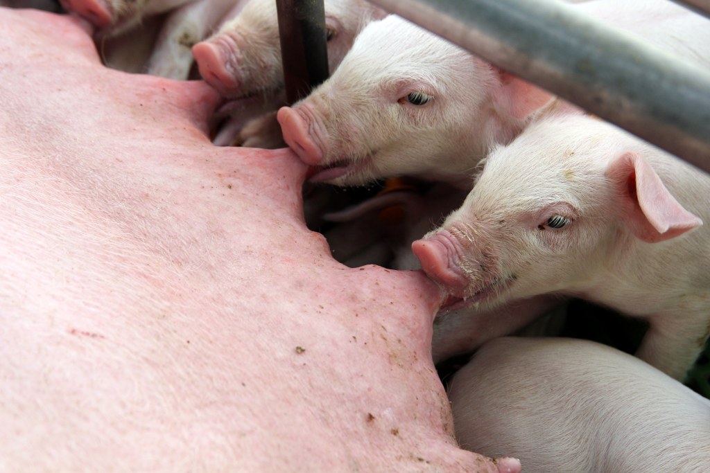 Polskie Forum Wieprzowiny, wieprzowina, trzoda chlewna, ASF, pogłowie loch, produkcja świń