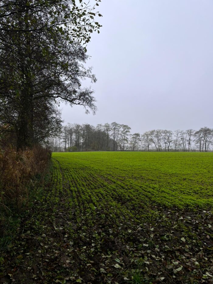 zadrzewienia śródpolne w rolnictwie