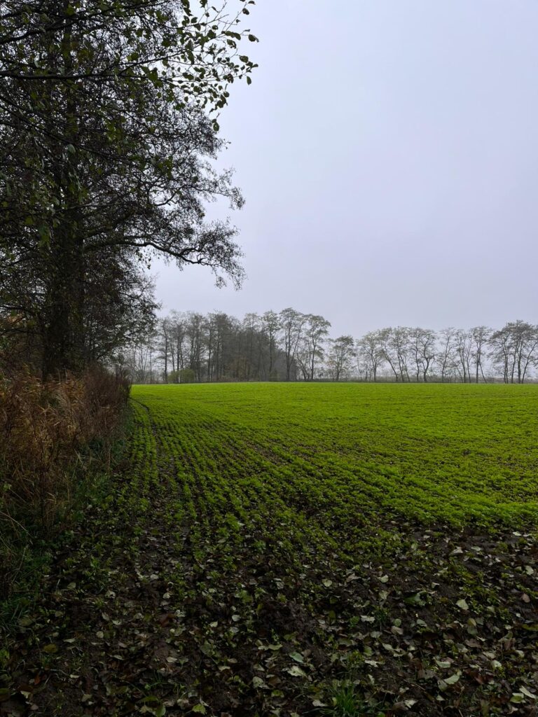 zadrzewienia śródpolne w rolnictwie