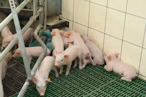 Akademia Produkcji Prosiąt, hodowla świń, prosięta, bioasekuracja, ASF, POLPIG