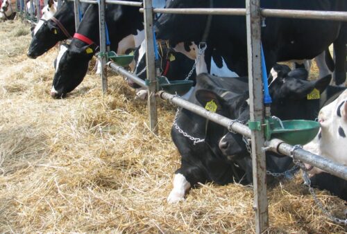 zwierzęta, antybiotyki w hodowli