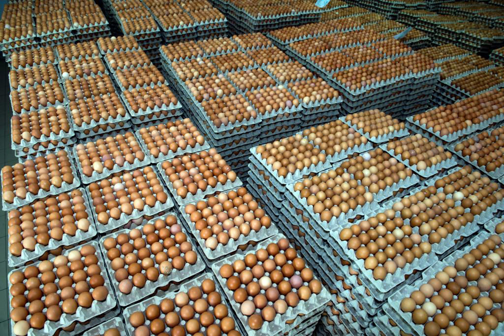 brakuje jaj w marketach, Jaja, grypa ptaków, drobiarstwo, jaja ściółkowe, KIPDiP