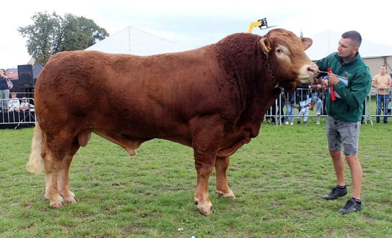 zwrot kosztów zakupu buhajów, buhaje mięsne, hodowcy bydła mięsnego, buhaje czystorasowe