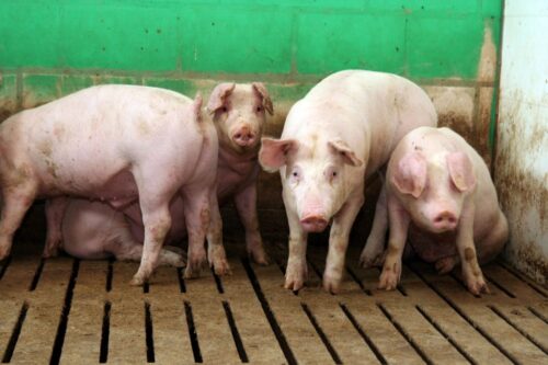 cena tuczników w Niemczech, VEZG, tuczniki