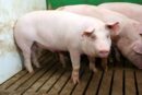 ceny tuczników w Polsce, rynek trzody chlewnej, wieprzowina UE, branża wieprzowa 2026,