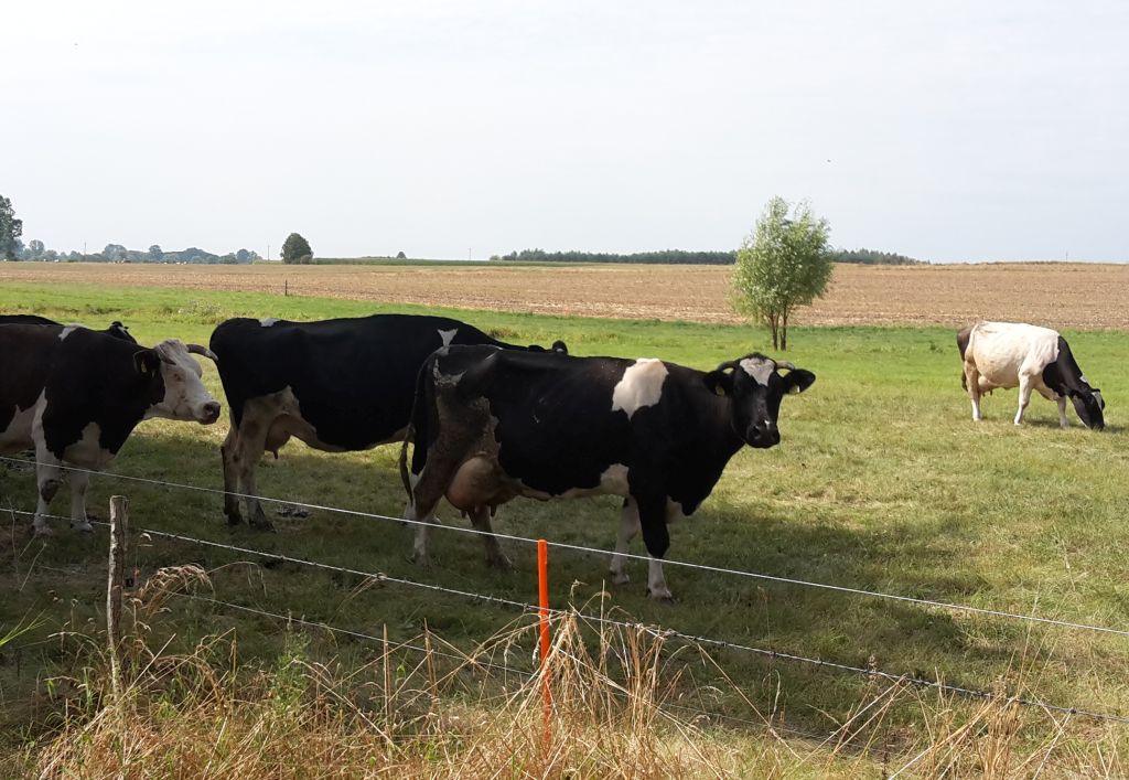 dobrostan zwierząt, wypas zwierząt, bydło, płatności dobrostanowe