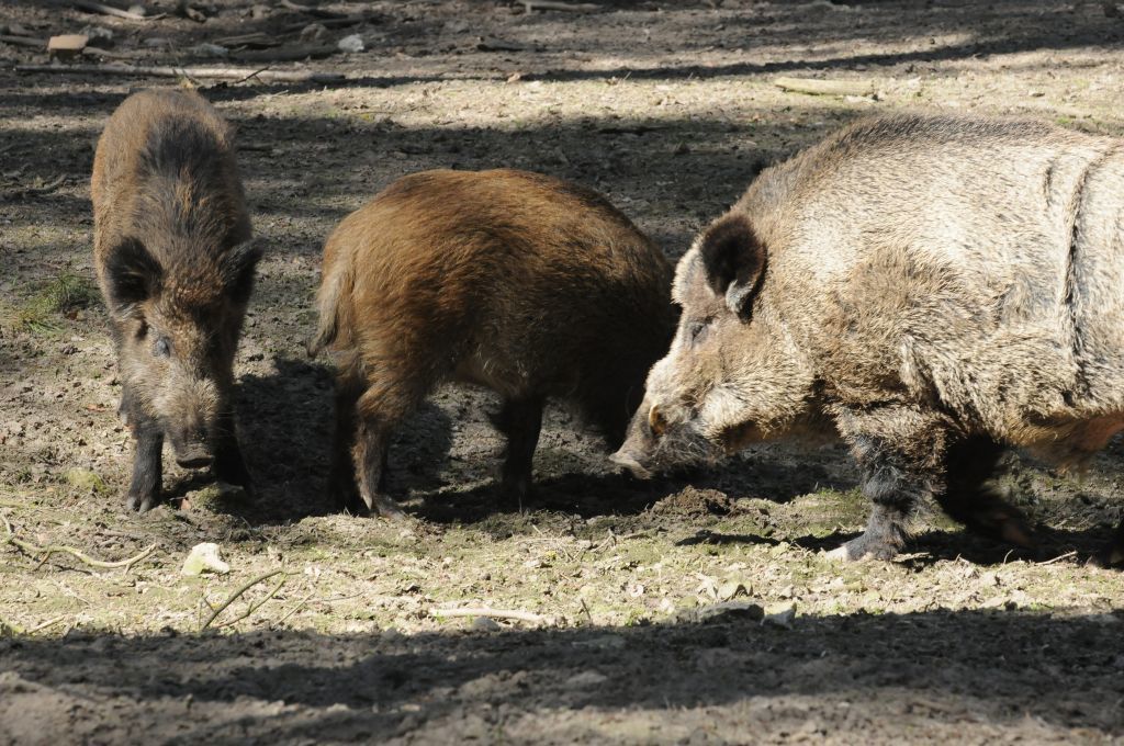 Odstrzał sanitarny dzików jest zarządzany w ramach zwalczania ASF.