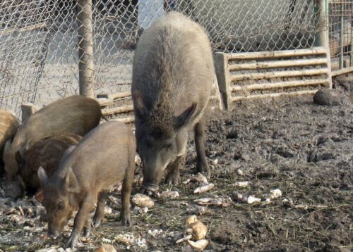 odstrzał sanitarny dzików kujawsko-pomorskie 2026