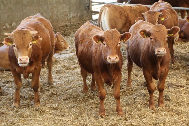 forum wołowiny, bydło mięsne, EU Livestock Strategy, polityka rolna, producenci wołowiny