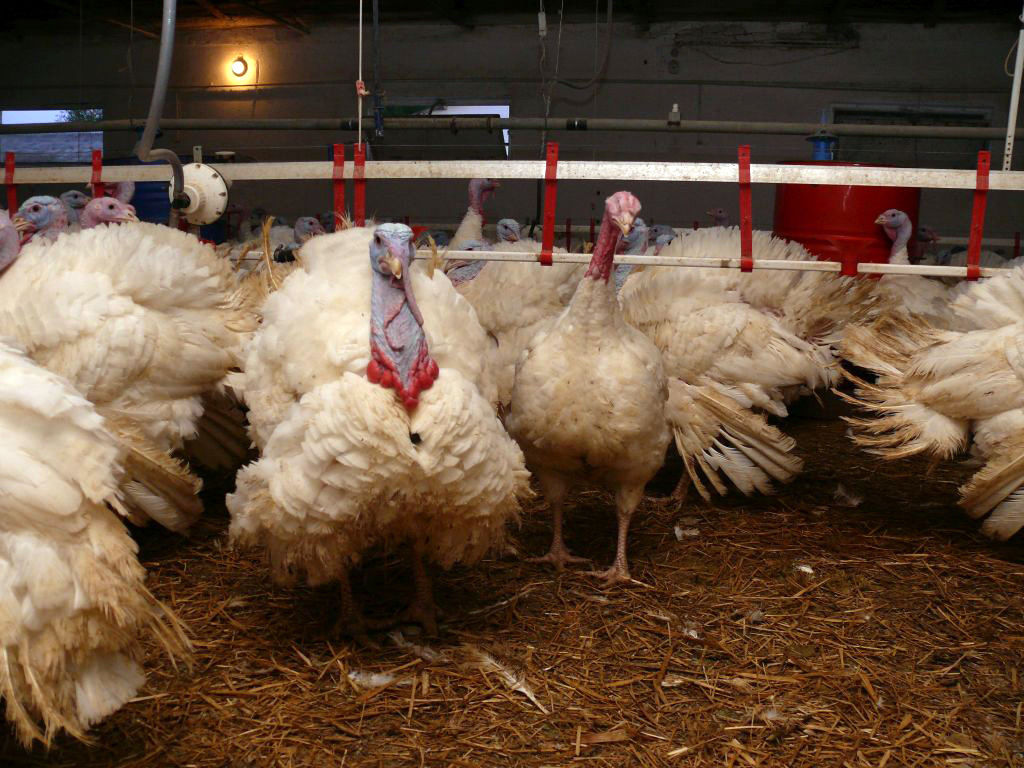 grypa ptaków HPAI, wirus HPAI, H5N1, grypa ptakó, wysoce zjadliwa grypa ptaków, choroby drobiu