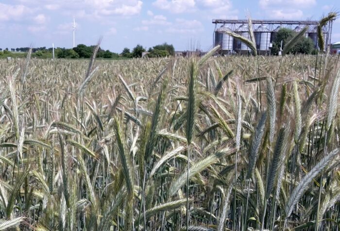 jakość zbóż, zboże