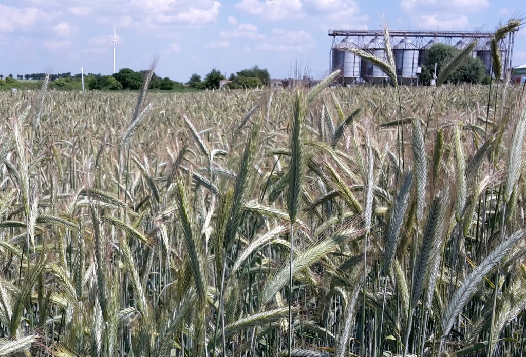 jakość zbóż, ceny zbóż, rynek zbóż, eksport zbóż
