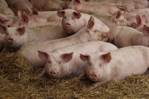 Niska cena tuczników w Niemczech, cena tuczników, niemiecka giełda tuczników, VEZG, żywiec wieprzowy, trzoda chlewna