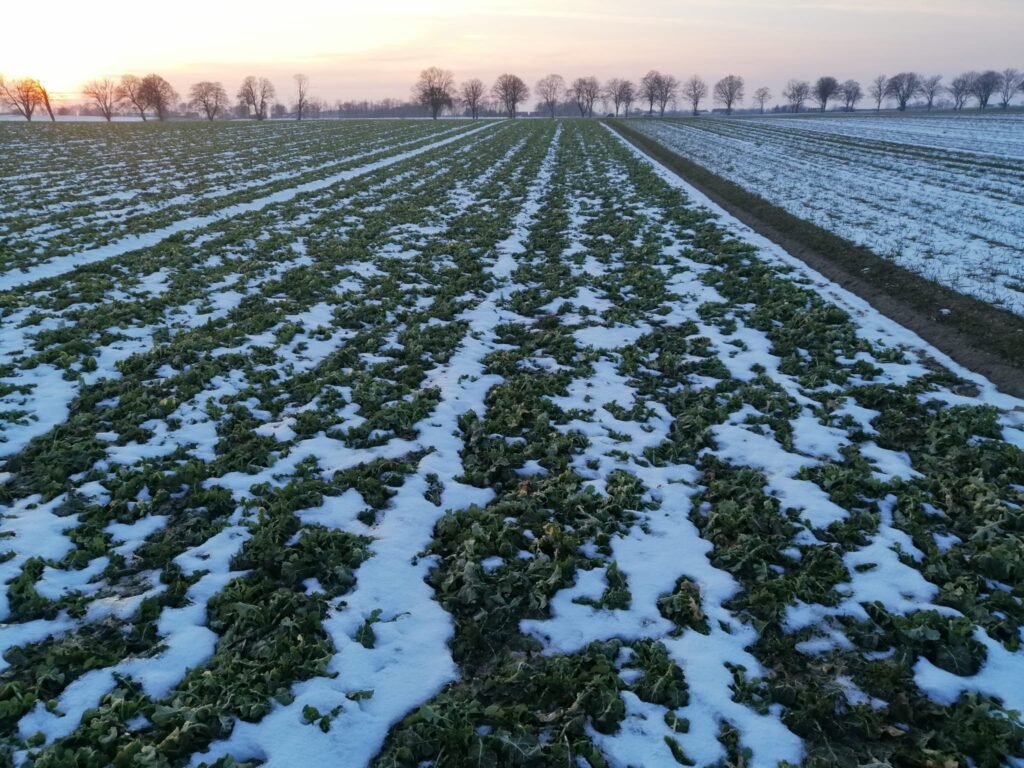 oziminy, jarowizacja