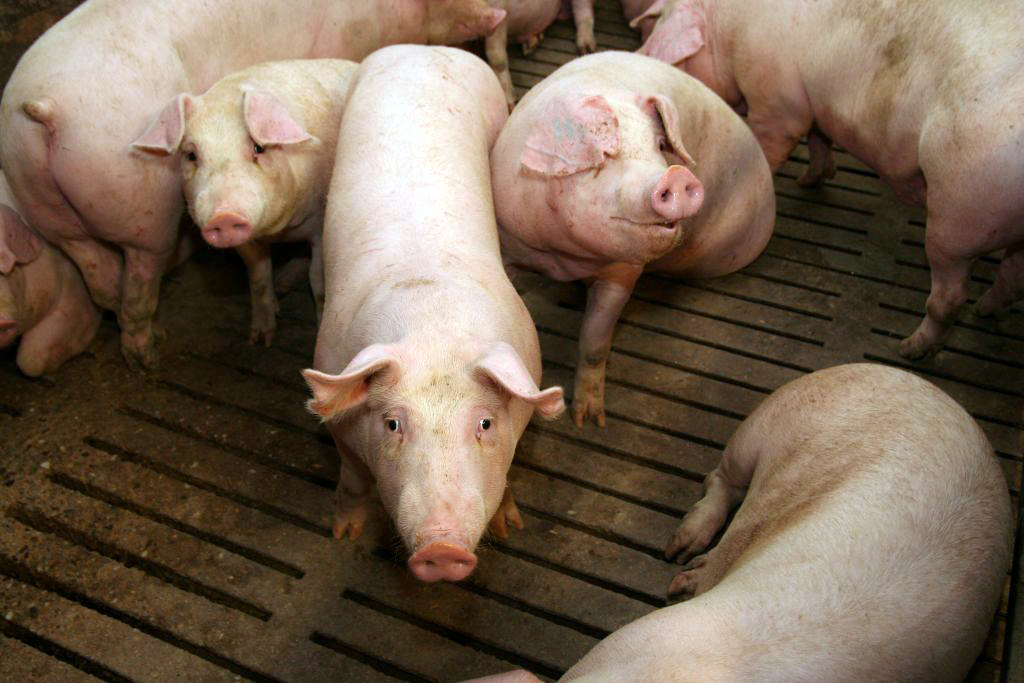 Pogłowie świń w grudniu, trzoda chlewna, pogłowie świń, lochy, prosięta, warchlaki, tuczniki, GUS