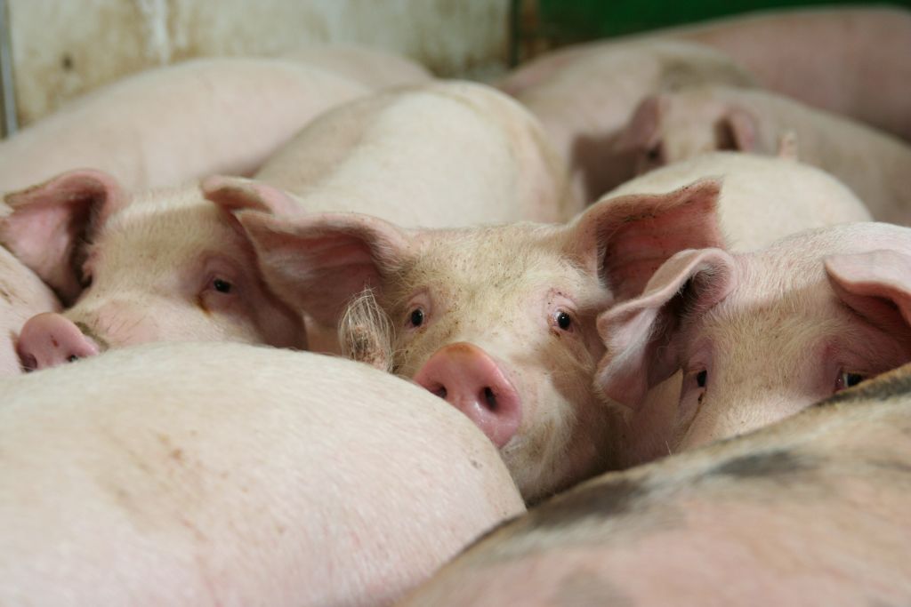 Pogłowie świń w regionach, trzoda chlewna, produkcja świń, wieprzowina, gospodarstwa rolne,