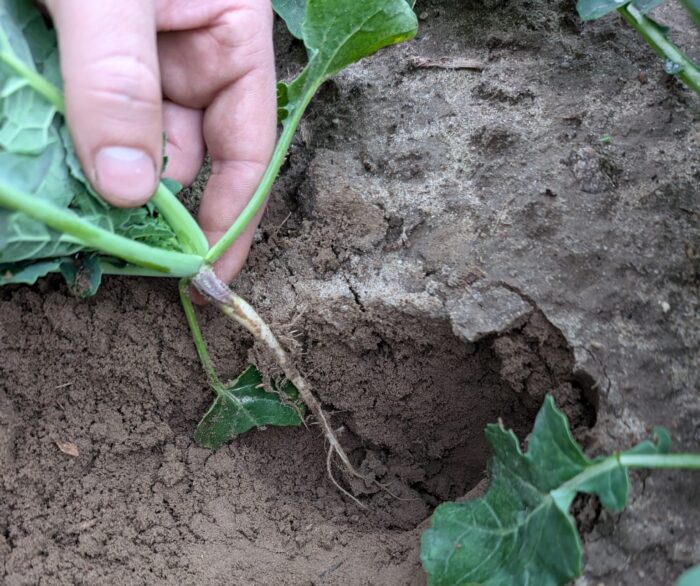 preparaty poprawiające żyzność gleby, gleba