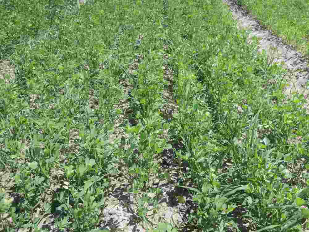 rośliny bobowate, mieszanki zbożowo-bobowate