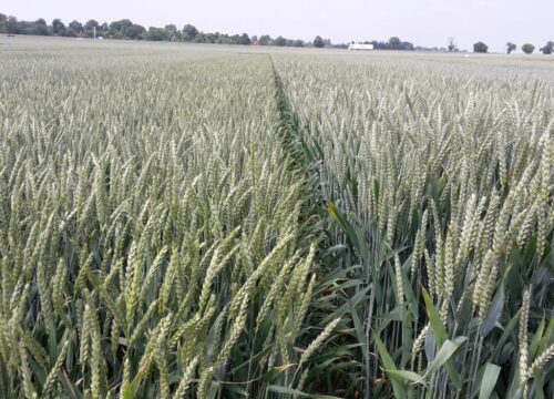 zboże, rynek zbóż w Polsce