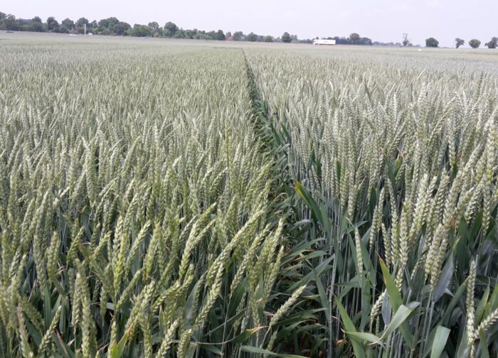 zboże, rynek zbóż w Polsce
