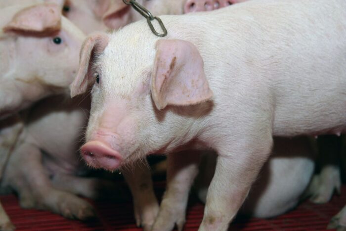 ASF, czerwona strefa ASF, trzoda chlewna, bioasekuracja, ognisko ASF u świń, wirus ASF, ASF u dzików