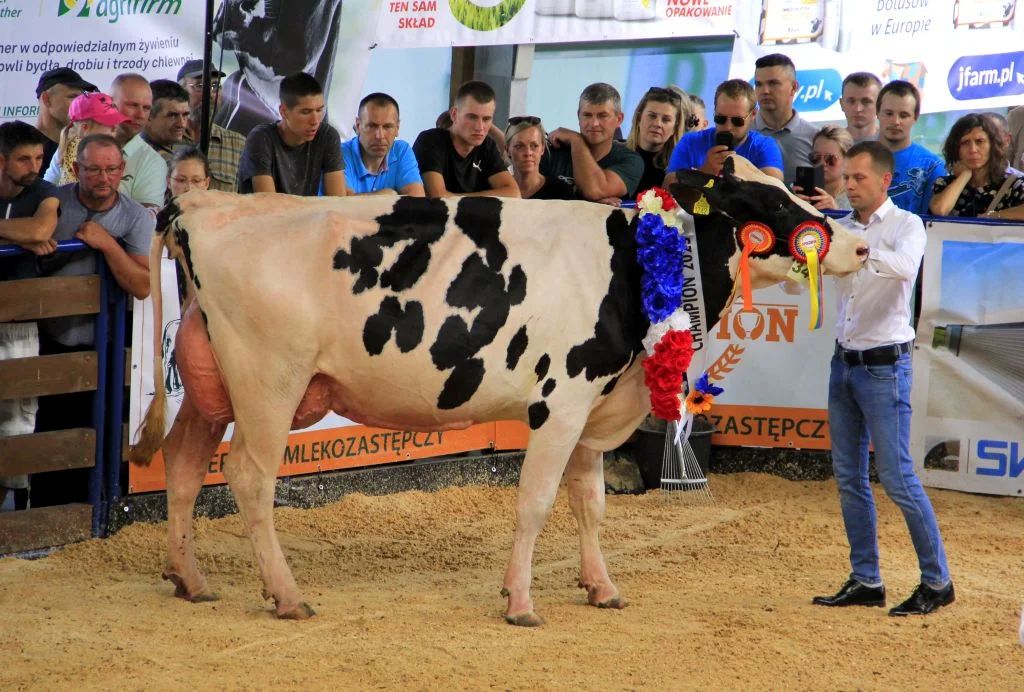 Wystawa Bydła Hodowlanego, bydło mleczne, Szepietowo, wystawy bydła mlecznego, krowy mleczne, jałówki
