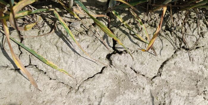 ubezpieczenia w rolnictwie KRUS, susza