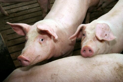 Tuczniki w Polsce drożeją, wieprzowina, trzoda chlewna, ceny tuczników, VEZG, pogłowie świń