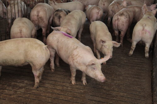 tuczniki, rynek wieprzowiny w Polsce