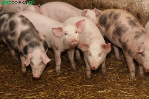 ubywa stad świń w Polsce, trzoda chlewna, produkcja świń, hodowla, Gobarto, ARiMR