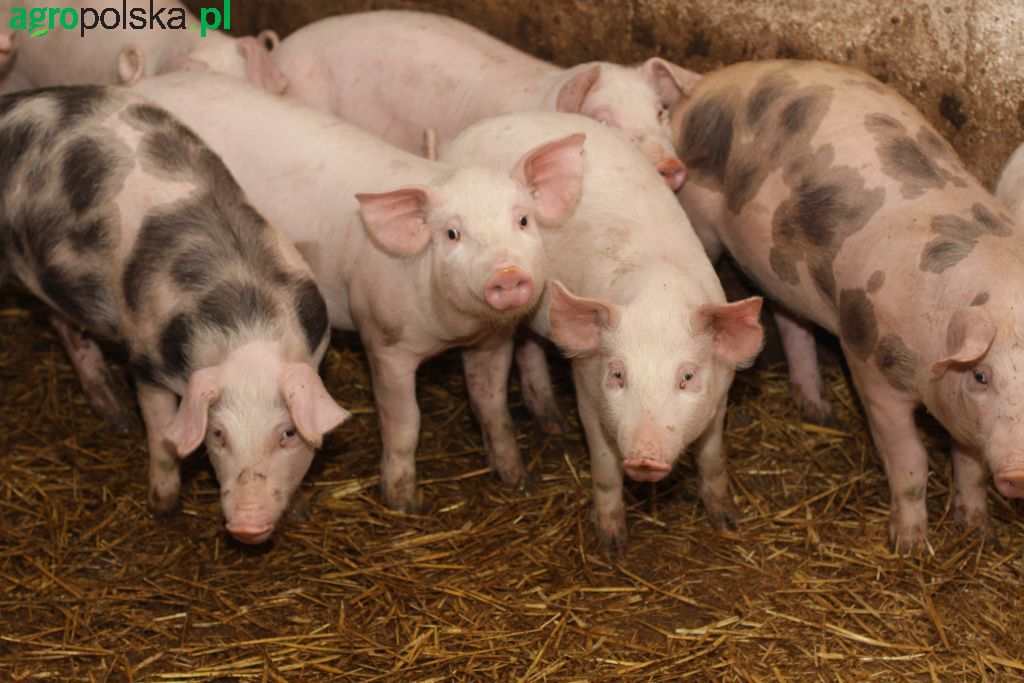 ubywa stad świń w Polsce, trzoda chlewna, produkcja świń, hodowla, Gobarto, ARiMR