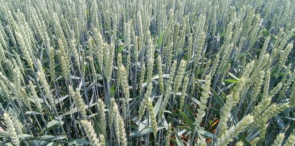 zboże, budżet UE rolnictwo, 2026