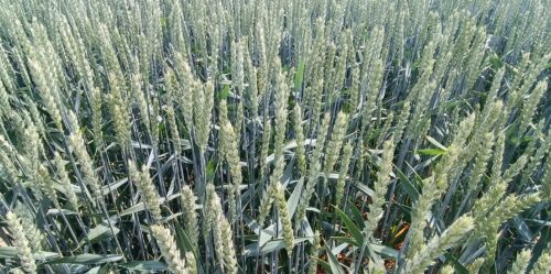 zboże, budżet UE rolnictwo, 2026