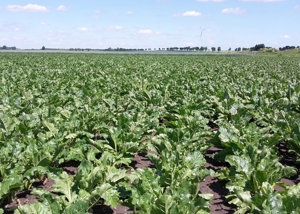 Zwalczanie szarka komośnika w uprawach buraków jest wyjątkowo trudne z uwagi na brak odpowiednich środków.